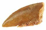 Serrated Raptor Tooth - Real Dinosaur Tooth #332821-1